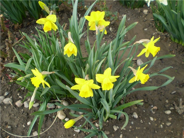 narcisi